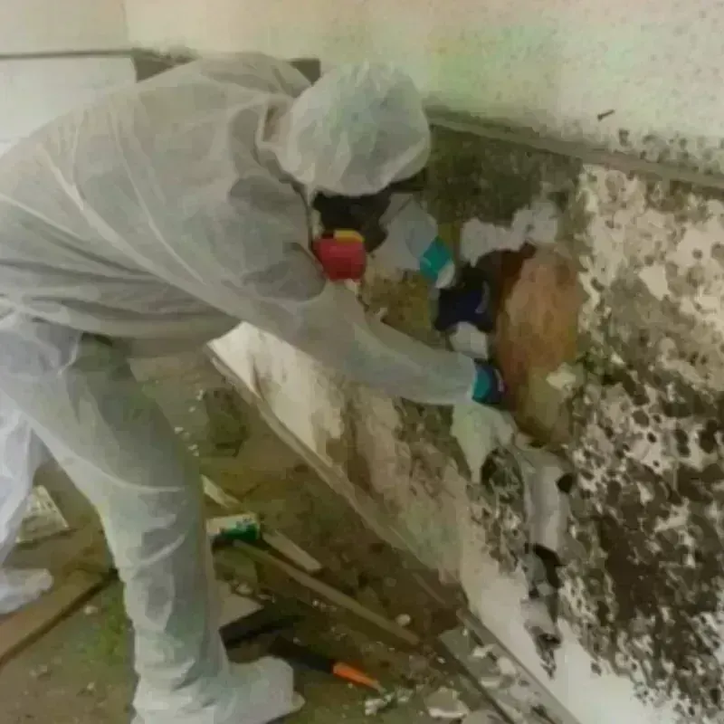 Mold Remediation and Removal in Steeleville, IL